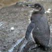 Galapagos Penguin
